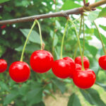 Nëse ju pëlqejnë vishnjet, mësoni dobitë e tyre mbi shëndetin