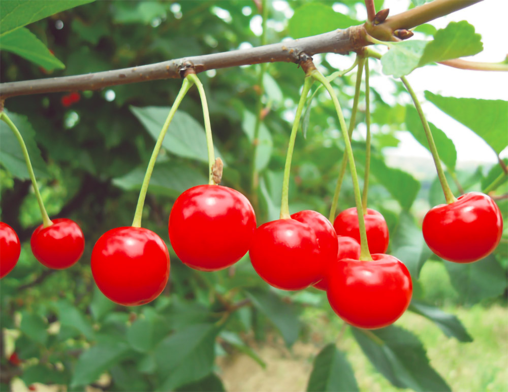 Nëse ju pëlqejnë vishnjet, mësoni dobitë e tyre mbi shëndetin