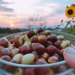 Po vjen sezoni i hideve ose kimçave, mësoni vlerat e tyre ushqyese!