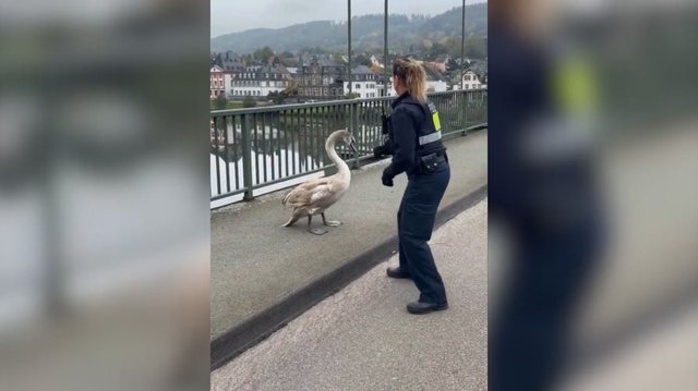Videoja që po bën xhiron e rrjetit, policia gjermane “arreston” në mes të autostradës një… mjellmë