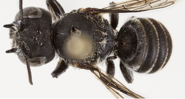 “Lucifer”/ ZBULOHET një specie e re blete në Australi