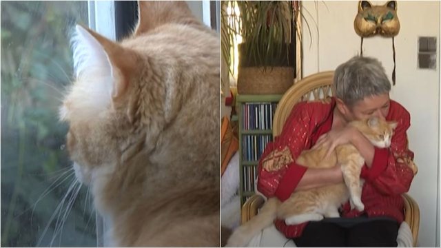 Video/ Macja në Francë dënohet me arrest shtëpie. Ja arsyeja që e çoi gjykatën në marrjen e vendimit të çuditshëm