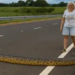 Anakonda gjigante bllokon rrugën në Brazil
