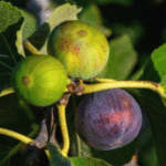 Ja si të përdorni gjethet e fikut si shurup