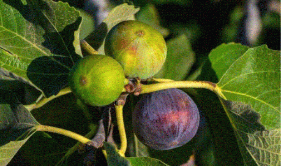 Ja si të përdorni gjethet e fikut si shurup