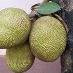 Fruti që do të shpëtojë botën nga uria