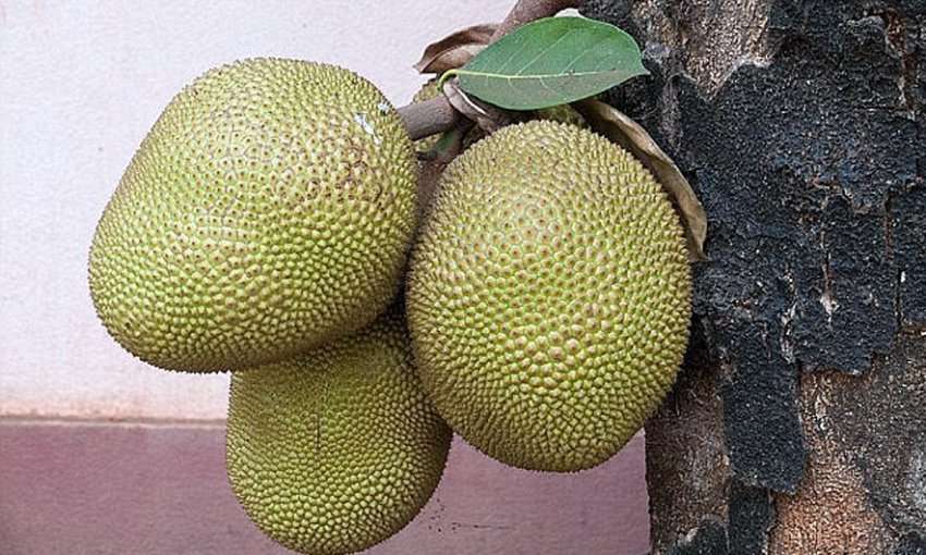 Fruti që do të shpëtojë botën nga uria