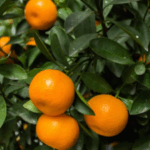 Ja si të dalloni mandarinat e mira nga ato të këqijat