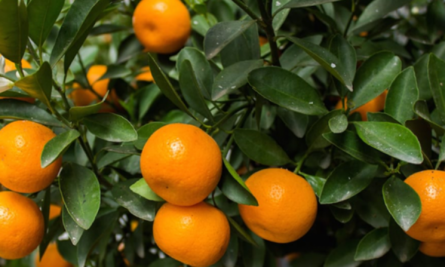 Ja si të dalloni mandarinat e mira nga ato të këqijat