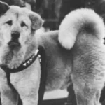 Hachikō: Legjenda e qenit që priti përjetësisht