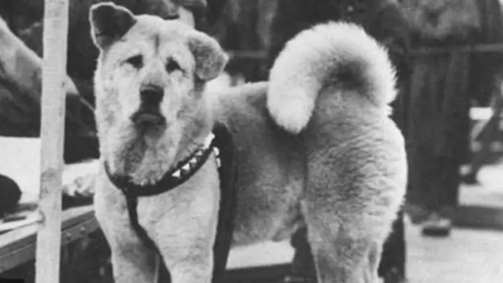 Hachikō: Legjenda e qenit që priti përjetësisht