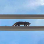 Një mysafir i jashtëzakonshëm shfaqet në qendrën tregtare të Hong Kongut SHIKO VIDEO