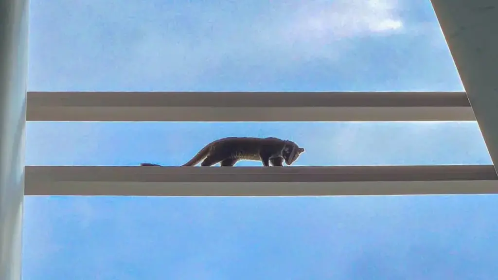 Një mysafir i jashtëzakonshëm shfaqet në qendrën tregtare të Hong Kongut SHIKO VIDEO