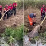 Lopa e madhe shpëtohet nga kanali: Një histori e veçantë në Norfolk