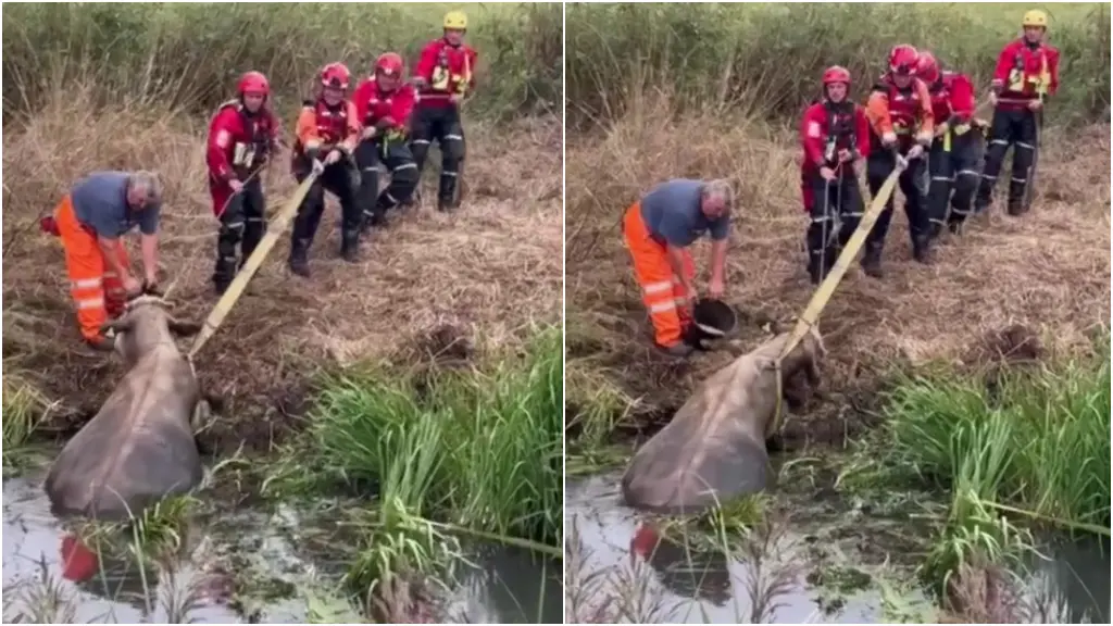Lopa e madhe shpëtohet nga kanali: Një histori e veçantë në Norfolk