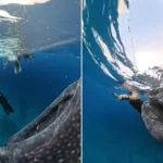 Frika e papritur: Zhytësja përballë peshkaqenit gjigant në Cebu SHIKO VIDEO