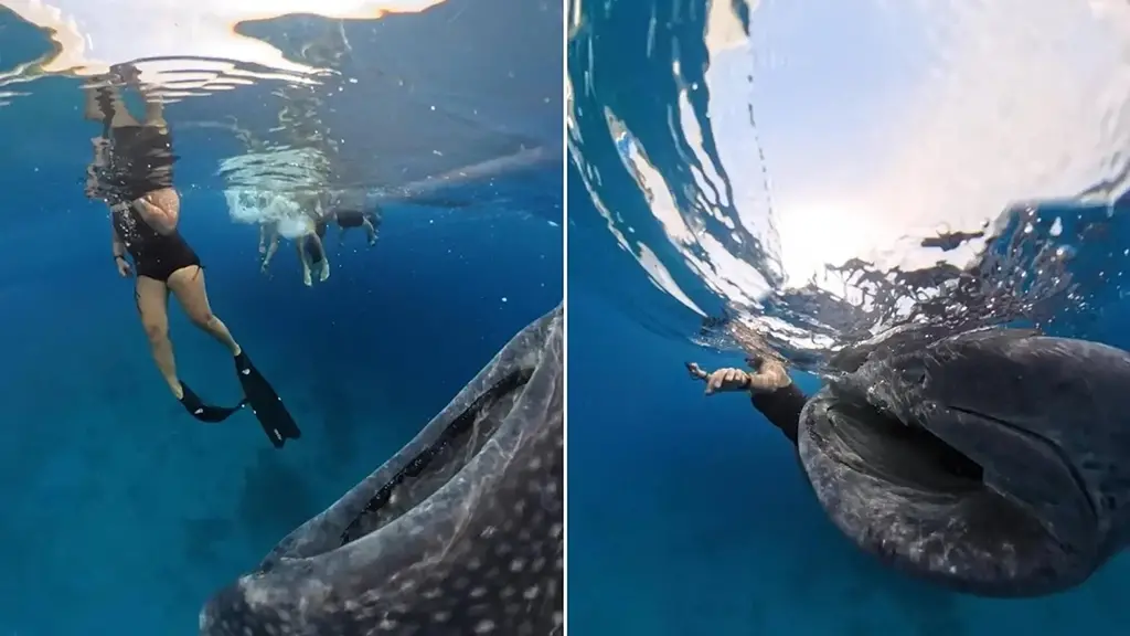 Frika e papritur: Zhytësja përballë peshkaqenit gjigant në Cebu SHIKO VIDEO