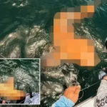 Zbulimi i peshkaqenit portokalli: Një fenomen i rrallë në Kosta Rika