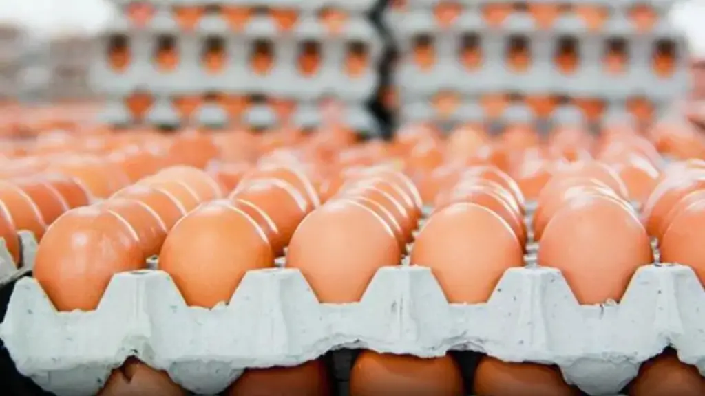 Vezët dhe zemra: A janë ato miq apo armiq të shëndetit tuaj?