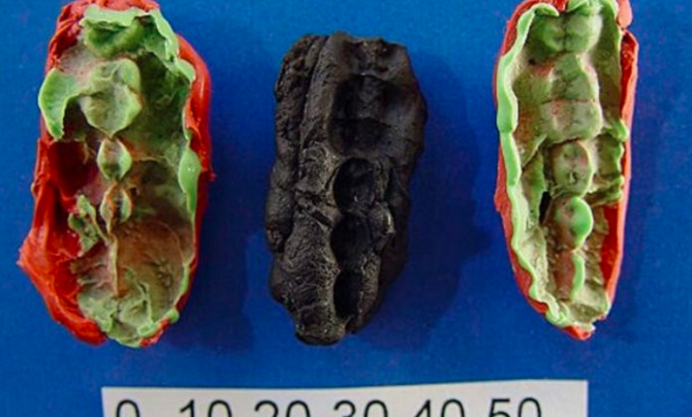 E dinit? Çamçakëzi ekzistonte që në epokën e gurit