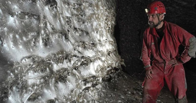 Zbulohet rrjeta më e madhe e merimangës në botë në kufirin greko-shqiptar