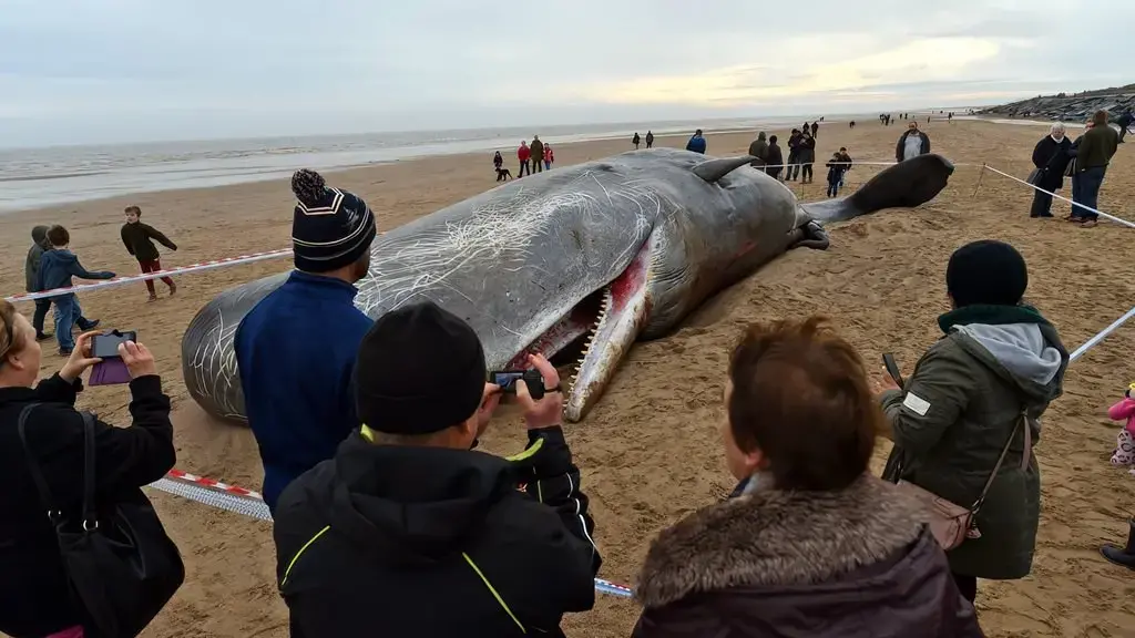 Ia çanë barkun balenës, por ajo që gjetën brenda i shokoi të gjithë
