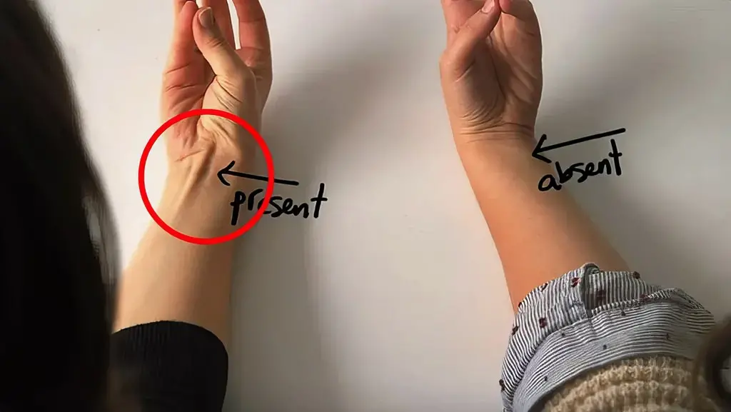 Bashkoni gishtin e madh të dorës me atë të voglin dhe do të habiteni me atë çfarë do të mësoni