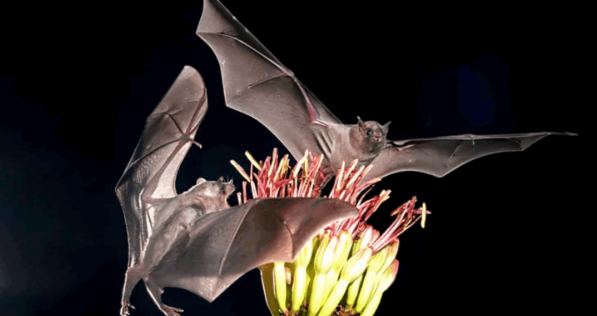 Pa lakuriqë nate, nuk ka tekila: Sekreti i panjohur pas pijes ikonike