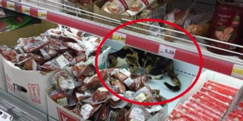 Ndodh edhe kjo në Rahovec: Macja ka hyrë në market dhe…