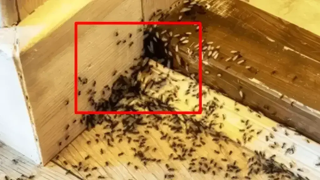 Si të mbani larg milingonat nga shtëpia duke përdorur këtë produkt të thjeshtë