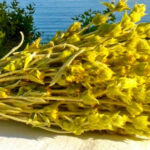 Njihuni me vlerat e fuqishme të çajit shqiptar të malit