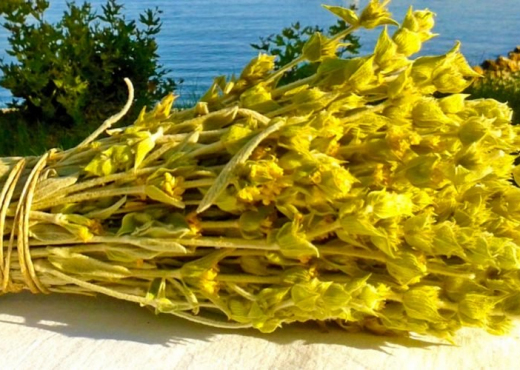 Njihuni me vlerat e fuqishme të çajit shqiptar të malit