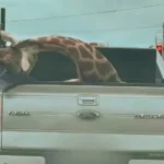 Gjirafa e ngordhur surprizon rrugët e Amerikës – imazhet që bënë xhiron e mediave sociale