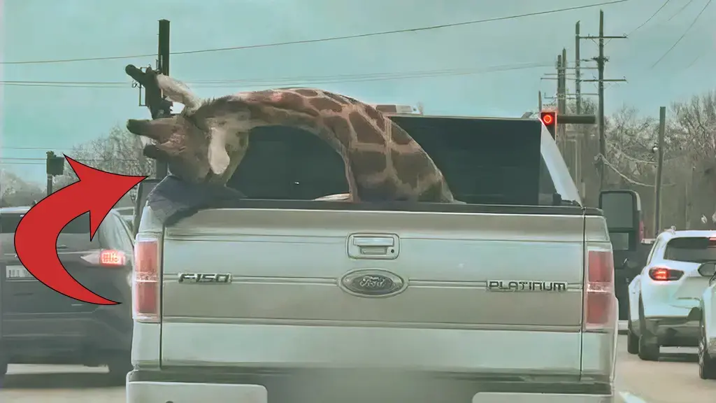 Gjirafa e ngordhur surprizon rrugët e Amerikës – imazhet që bënë xhiron e mediave sociale