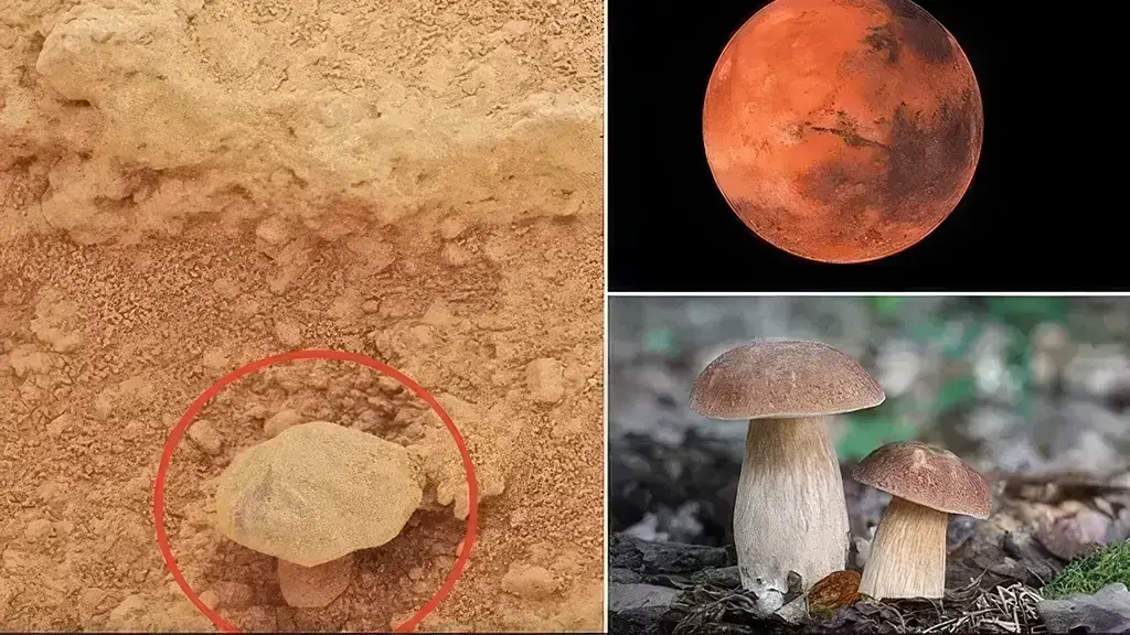 Misteri në Mars: Është gjetur një kërpudhë që nxit spekulime për jetë të mundshme