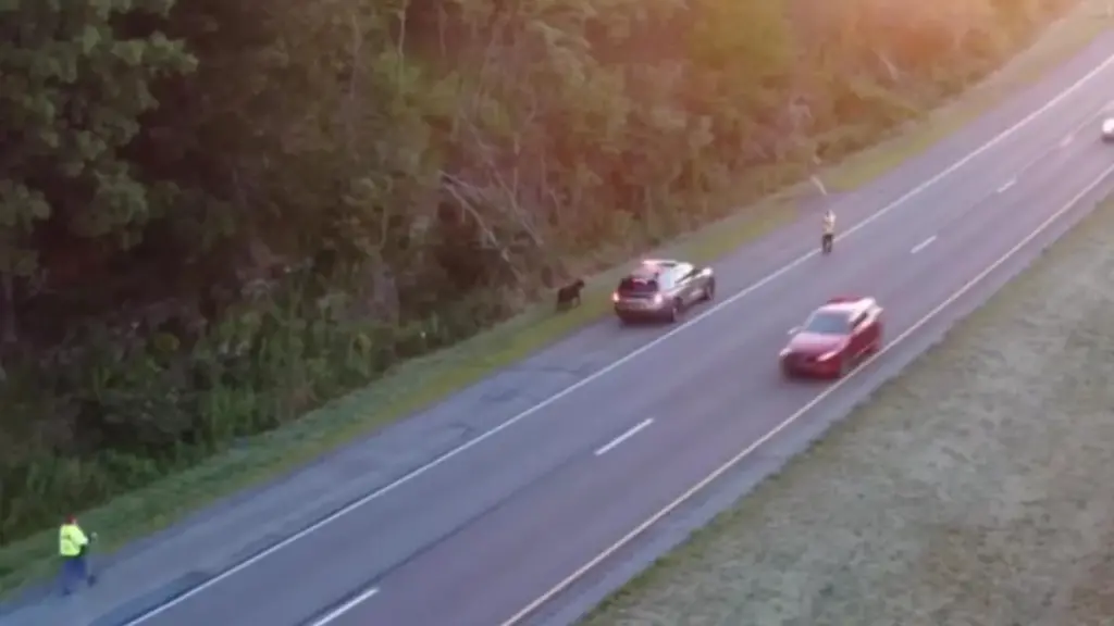 Lopa e çmendur në autostradë: Si u mobilizuan autoritetet për të parandaluar një tragjedi