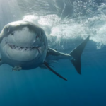 Nga deti në mjekësi: Lëkura e peshkaqenit si terapi e re për plagët