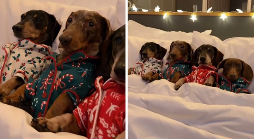 Mbi 18 milionë shikime – katër qentë në pizhame pushtojnë internetin