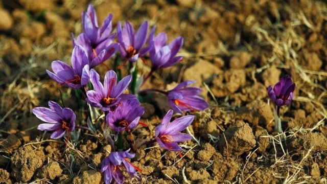 Bima më e shtrenjtë në botë po lulëzon në Shqipëri